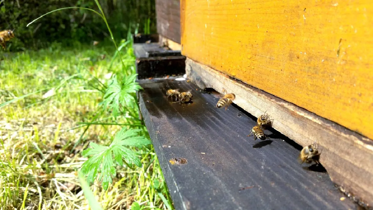 Carnica-Bienenstöcke an einem Frühlingstag
